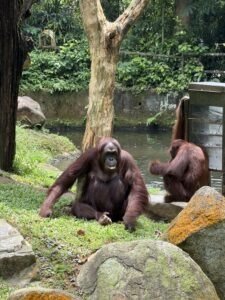 mandai wildlife zoo
