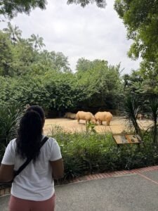 Singapore Travel Guide: What We Loved, What Surprised Us and What to Know Before You Go 12 singapore wildlife zoo